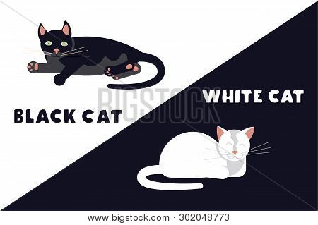 Frightened Black And White Kittens Arch Their Back And Hiss. Funny Monochrome Cats Isolated Suitable