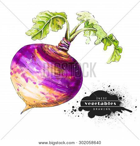Purple Swede Isolated On White Background. Illustration Of A Raw Vegetable Sketch. Veggiery And Heal