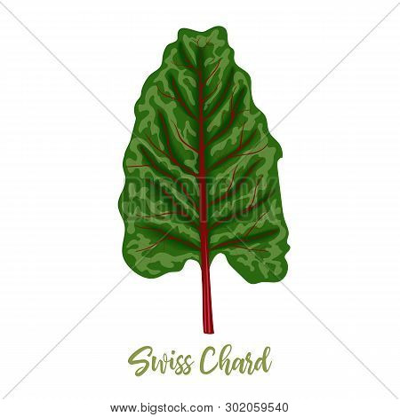 Mangold Or Swiss Chard Rainbow Leaves Isolated. Silver Beet, Food Concept. Fresh Juicy Raw Cabbage
