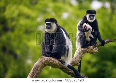 Mantled Guereza, Also Named Colobus Guereza, Posing On A Limb With Its Baby.