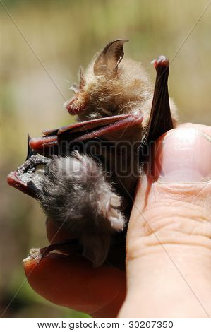 Bat med barn