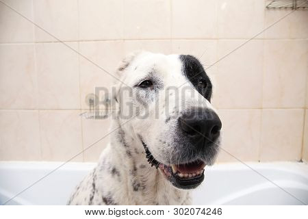 Bathing Of The Central Asian Shepherd Dog . Dog Taking A Bubble Bath. Alabai Grooming Dog.