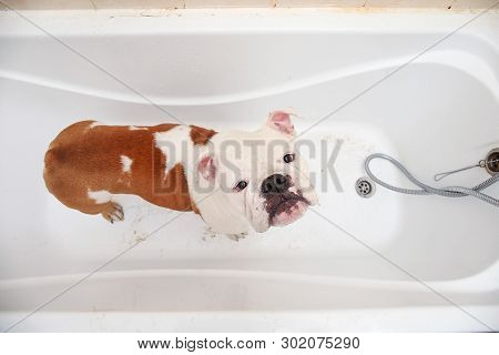 Bathing Of The English Bulldog. Dog Taking A Bubble Bath. Grooming Dog.