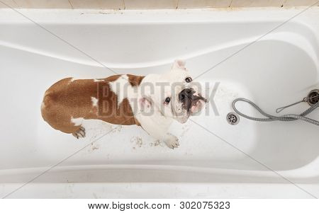 Bathing Of The English Bulldog. Dog Taking A Bubble Bath. Grooming Dog.