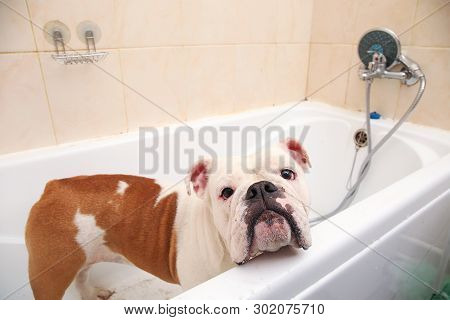 Bathing Of The English Bulldog. Dog Taking A Bubble Bath. Grooming Dog.
