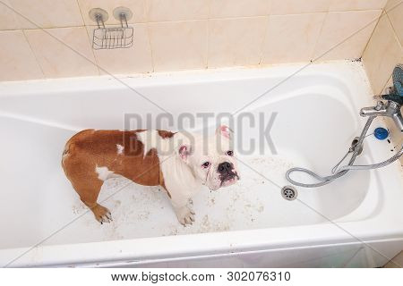 Bathing Of The English Bulldog. Dog Taking A Bubble Bath. Grooming Dog.