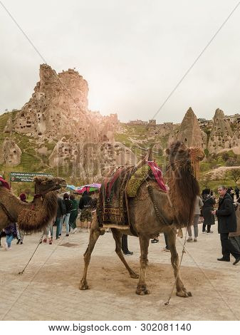 Uchisar, Turkey - April 15 - 2019: Camels In A Landscape Of Rocky Town Uchisar In Cappadocia