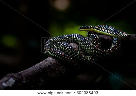 Flying Snake (chrysopelea Paradisi Paradisi) Hiding In The Forest.