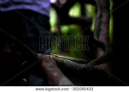Flying Snake (chrysopelea Paradisi Paradisi) Hiding In The Forest.