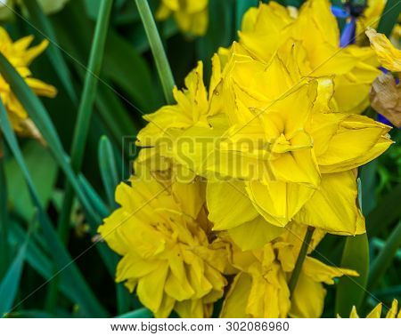 Narcissus Golden Ducat, Double Daffodil A Popular Hybrid Specie In Horticulture, Decorative Garden P