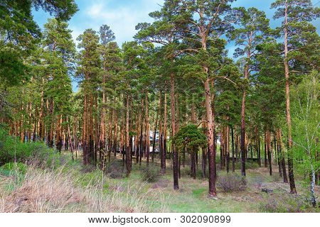 Beautiful Pine Forest In The National Nature Park Burabai In Kazakhstan. Slender Even Tall Trees In 