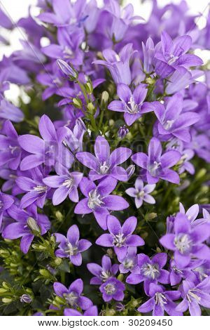 Harebell