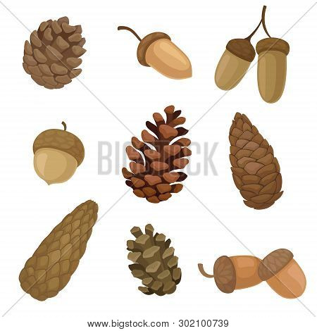 Collection Of Different Images Of Acorns And Cones. Vector Illustration On White Background.