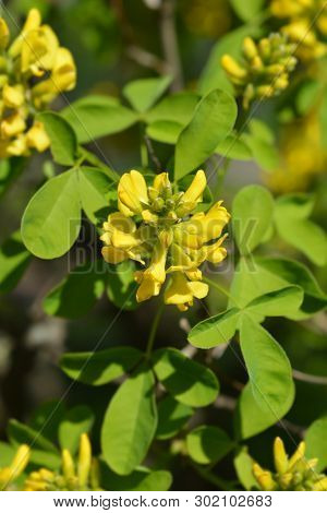 Dalmatian Laburnum - Latin Name - Petteria Ramentacea
