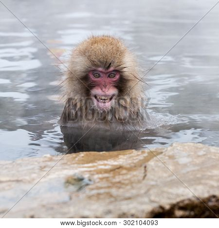 Raging Snow Monkey (macaca Fuscata) From Jigokudani Monkey Park In Japan, Nagano Prefecture. Japanes