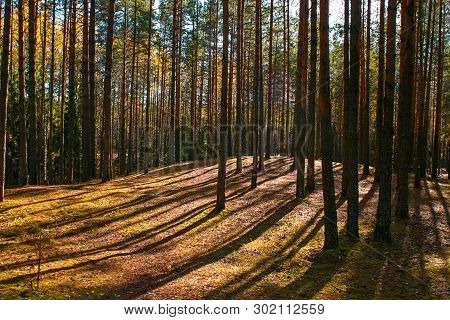 Spring Sunny Day In The Pine Forest, A Shadow From Trees