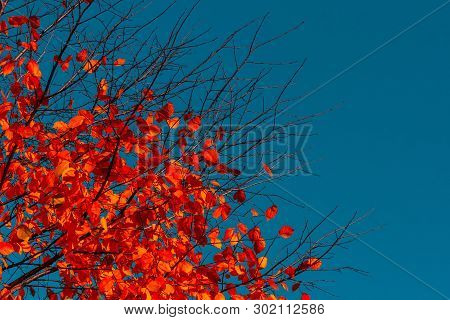 Red Autumn Foliage Of Trees On A Background Of The Blue Sky