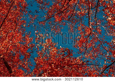 Red Autumn Foliage Of Trees On A Background Of The Blue Sky