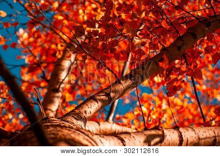 Red Autumn Foliage Of Trees On A Background Of The Blue Sky