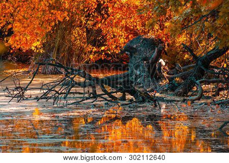 Autumn At The Forest River In Sunny Day