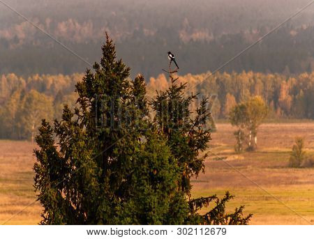 Forty Sits On A Fir-tree Top, View From Height
