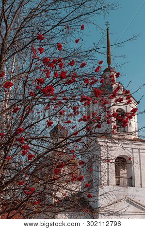 Clusters Of A Red Mountain Ash On A Bush Against The Background Of Orthodox Church