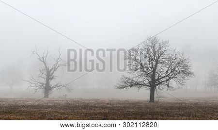 Oaks And Other Trees Stand In Dense Fog In The Open Field, Mari El, Russia