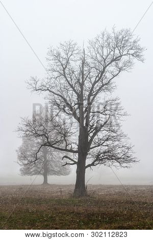 Oaks And Other Trees Stand In Dense Fog In The Open Field, Mari El, Russia