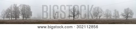 Oaks And Other Trees Stand In Dense Fog In The Open Field, Mari El, Russia