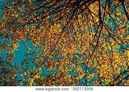 Yellow Autumn Foliage Of Trees On A Background Of The Blue Sky