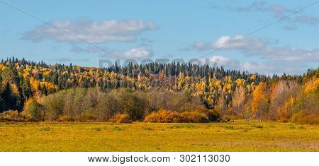 Panoramic View Of A Wood And The Field, On Which Cows Are Grazed, With Clouds In The Sky, A Panorama