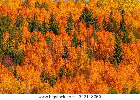 View Of Trees Of The Autumn Wood From Above