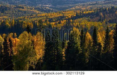 View Of Trees Of The Autumn Wood From Above