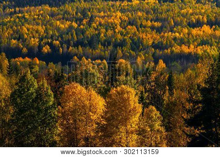 View Of Trees Of The Autumn Wood From Above