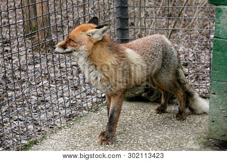 Fox In A Cage.
Animals In The Belogorsk Safari Taigan Park.