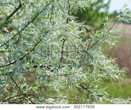 Branch Loch Silver Elaeagnus Commutata Woody Or Shrub Plant, Summer Day