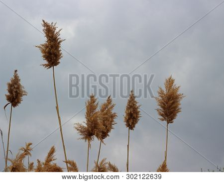 Fluffy Panicles Of Dry Reed Swaying In The Wind At Overcast Spring Day. Abstract Natural Background