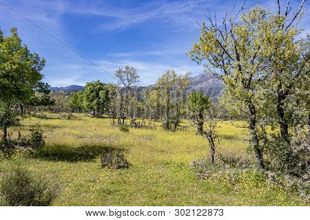 Flowery Fields In The Park Of Guadarrama. Madrid Spain