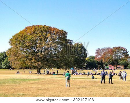 2014 November 15. Toyko Japan. People Are Resting On Vacation Days At Japanese Wild Showa Memorial P