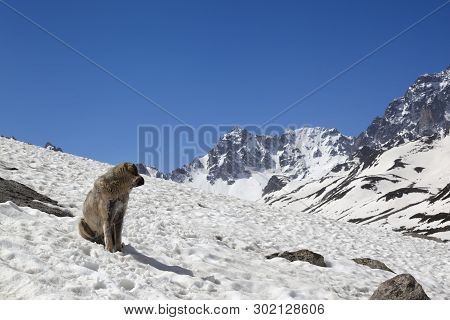 Dog Sitting On Snow In Sunny Day And Look At High Snowy Mountains And Blue Clear Sky. Turkey, Kachka