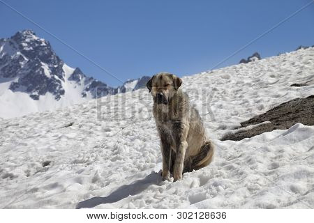 Dog Bask In Sun On Snow At Sunny Day, High Snowy Mountains And Blue Clear Sky At Background. Turkey,