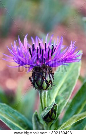Vertical Photo Of Cornflower, Violet Centaurea In Garden, Selective Focus