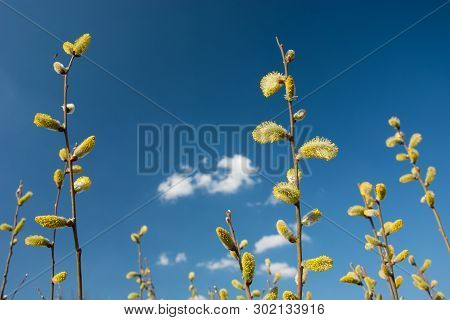Yellow-white Catkins On A Blue Sky Background - View On A Sunny Day