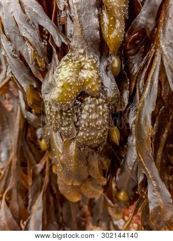 Bladder Wrack Seaweed / Fucus Vesiculosus Linnaeus - Close Up