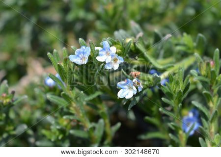 Scrambling Gromwell - Latin Name - Glandora Diffusa (lithodora Diffusa)