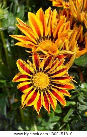 Treasure Flower Gazoo Series - Latin Name - Gazania Rigens Gazoo