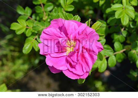 Rugosa Rose - Latin Name - Rosa Rugosa