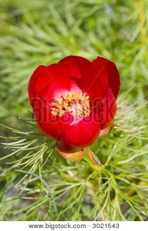 Paeonia Daurica
