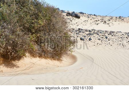 Xerophile Plant In The Desert With Text Space. Desert On Fuerteventura, Canary Islands, Spain
