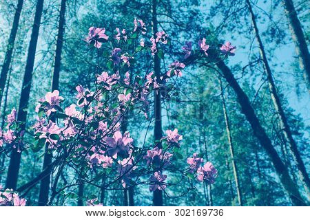 Spring Blossom Background In Beautiful Blue Tones With Bokeh Lights. Blooming Tree Flowers In Pink S